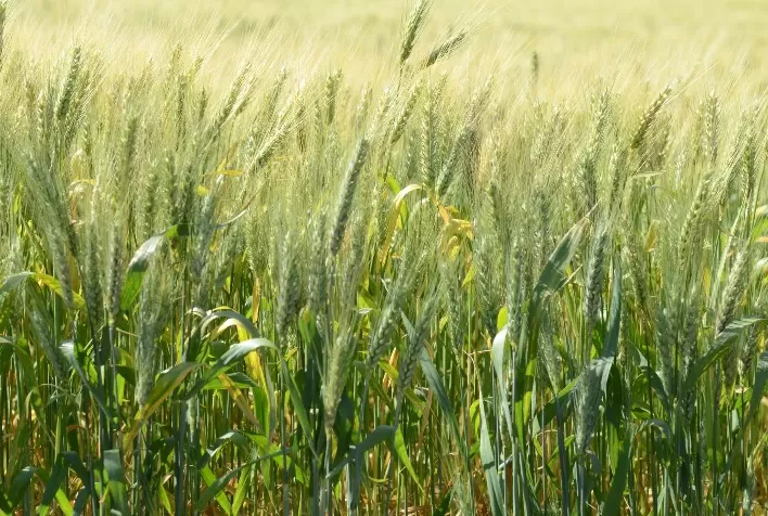 Trigo: Ensaios e resultados a campo das últimas safras apontam fungicida como solução de excelência para oídio e ferrugem