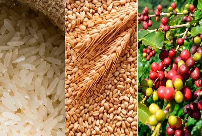 Conab inicia pesquisa para apurar estoques privados de arroz, café e trigo