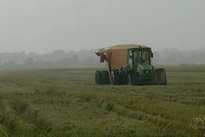 Previsão de chuva pode paralisar colheita do arroz
