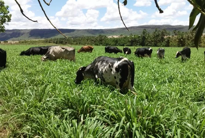 Convênio da Emater com Ministério da Agricultura garante resultados positivos para a pecuária leiteira no Noroeste de Minas