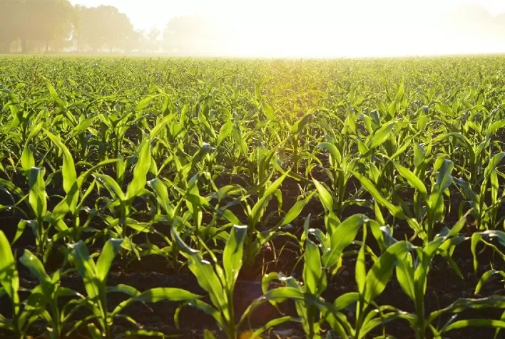 IMA mantém credenciamento como certificador de produtos agropecuários do estado