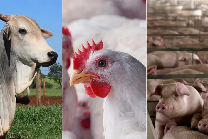Boi, suíno e frango vivos: desempenho em relação à curva sazonal de preços