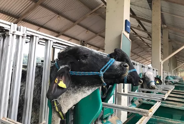 Medição do consumo de vacas permite identificar o cio com até seis horas de antecedência