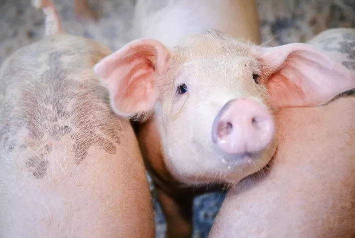 Circovirose suína: entenda como a doença afeta os plantéis