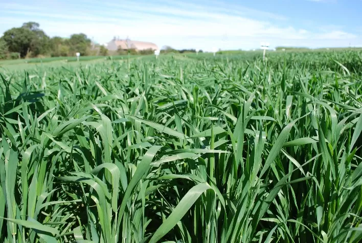 Neutralidade no outono pode favorecer cereais de inverno na Região Sul