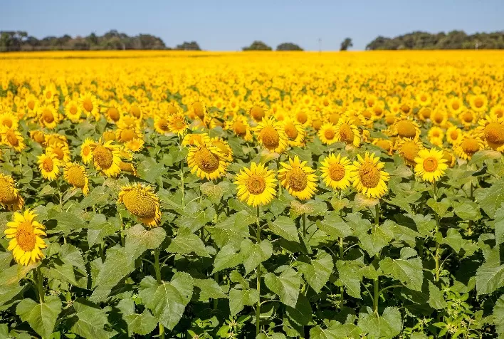 Goiás deve liderar produção nacional de girassol na safra 2020/2021