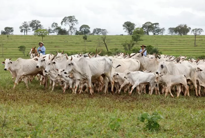 Alta na cotação da vaca em São Paulo