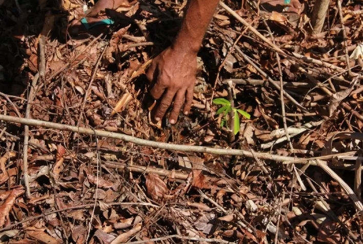 Projeto transforma solos degradados em produção e renda para agricultores no Pará