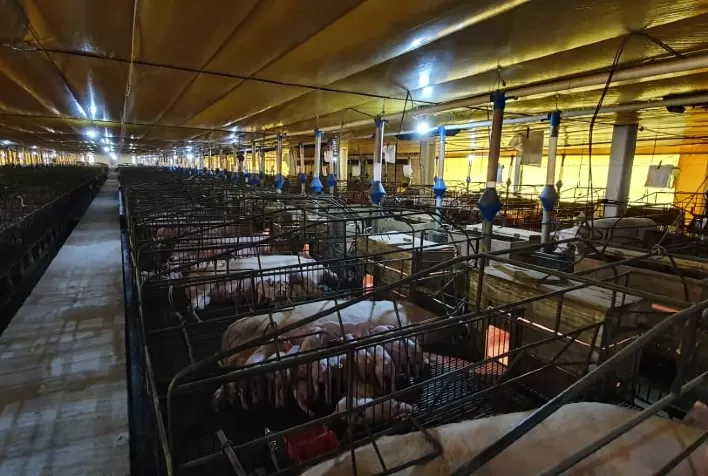 Granja de suínos registra 92,9% menos mortes dos animais com uso do ozônio