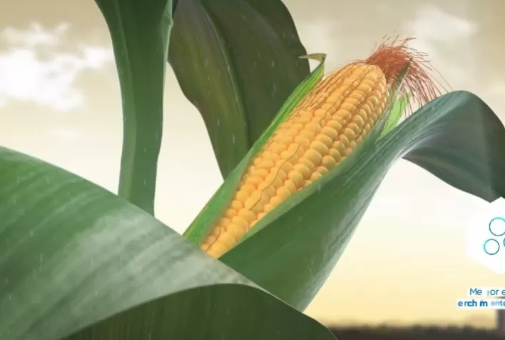 Pioneer® lança híbridos de milho com a tecnologia Optimum AQUAmax™, inédita no Brasil e com maior tolerância ao estresse hídrico