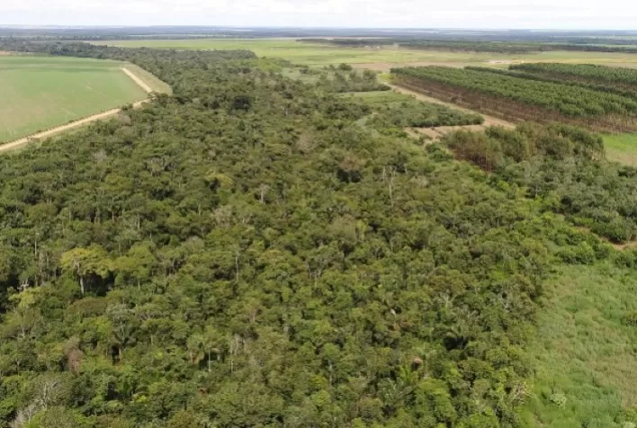 Mata secundária tem papel importante no sequestro de carbono