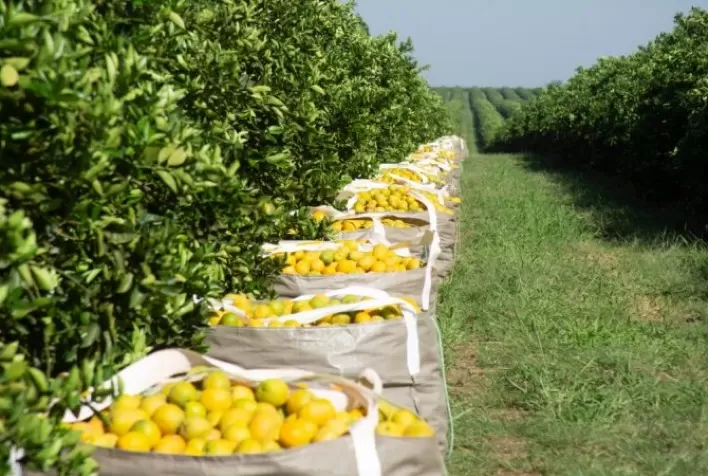 Safra de laranja 2020/21 se encerra em 268,63 milhões de caixas / 2020-21 Final orange crop forecast update