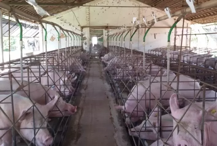Rabobank: PSA continua 'bagunçando' o cenário da suinocultura chinesa