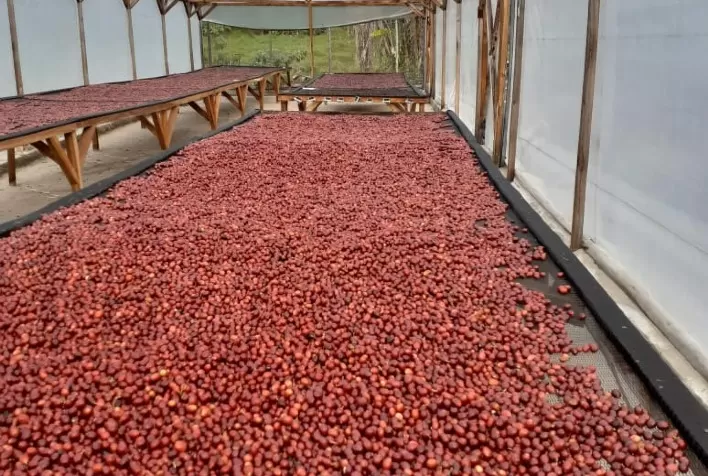 Casal de agricultores do Sul de Minas faz sucesso na produção de café orgânico