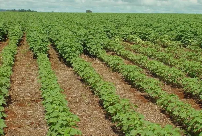 SLC fecha arrendamento de 39 mil ha em áreas da BA e MG com Agrícola Xingu