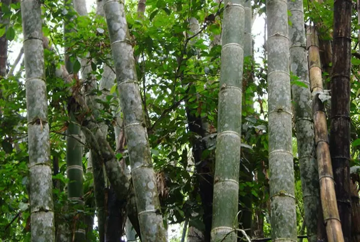 Bambu usado na decoração também deve passar por tratamento industrial