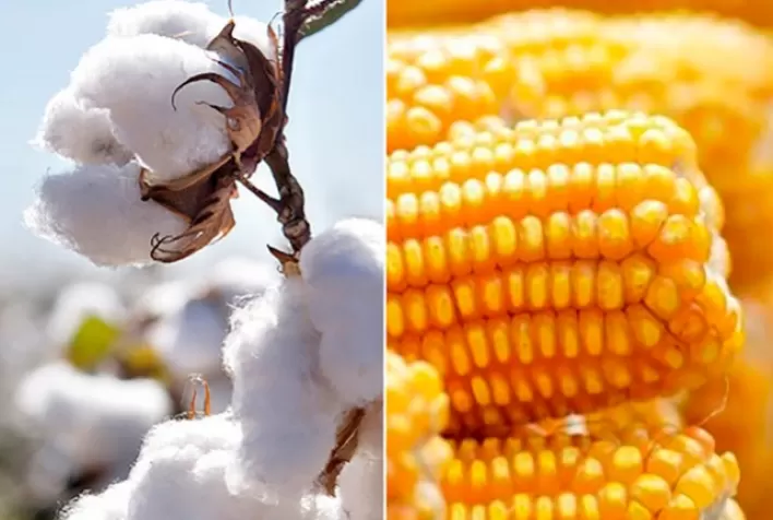Conab cita concorrência com milho e estima queda de 15% na produção de algodão em Mato Grosso