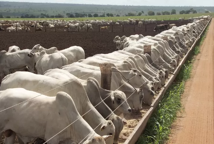 Segunda etapa do ciclo de Simpósios DSM de Confinamento aborda tecnologias e pesquisas