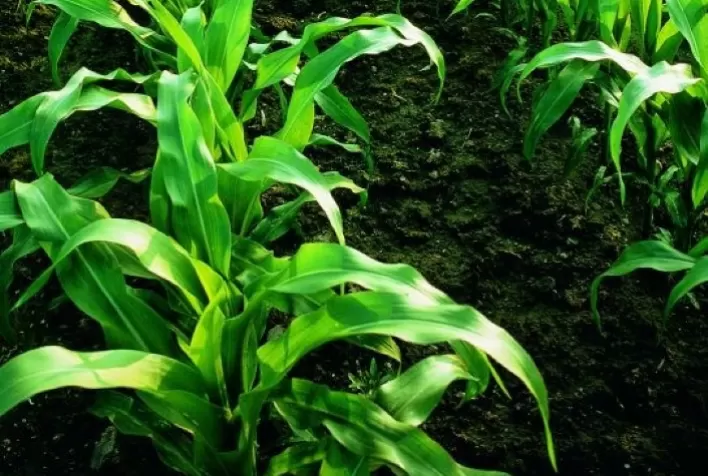 Geosys aponta que 43,5% das áreas de milho safrinha no Mato Grosso ocorreram fora da janela ideal de plantio