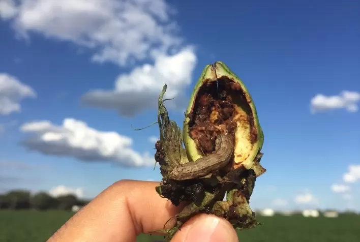 Lagartas: Grandes produtores e especialistas respaldam controle de Spodoptera frugiperda em manejo com baculovírus