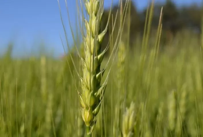 Em crescimento no Brasil, cultura do trigo se beneficia de fertilizantes de alta performance
