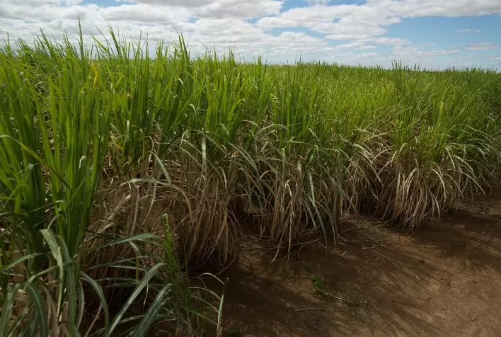 Inteligência artificial: solução para o manejo fitossanitário eficiente da cana