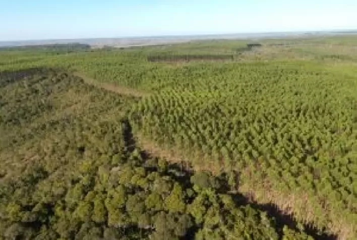 Bracell aposta no manejo florestal sustentável para a conservação do solo