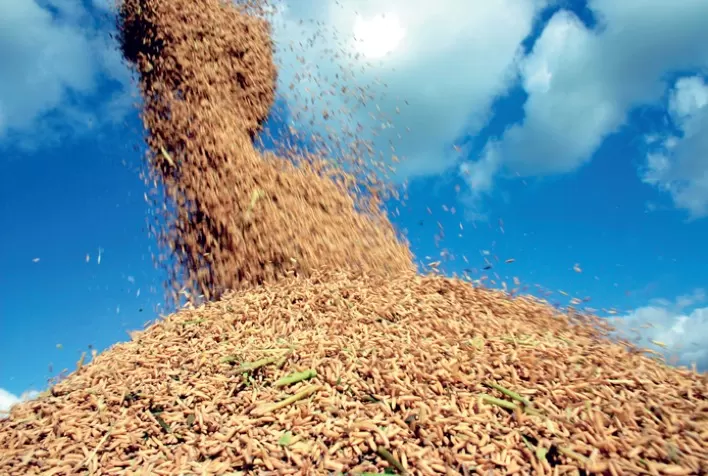 RS: Vale Verde vai colher safra recorde de arroz e soja