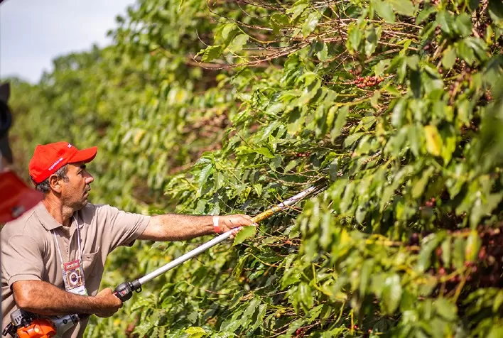 Tempo seco pode antecipar a colheita da próxima safra de café
