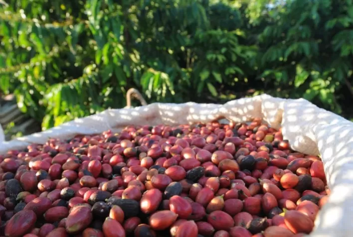 Café: Bolsas de Nova York e Londres abrem 6ª feira com valorização