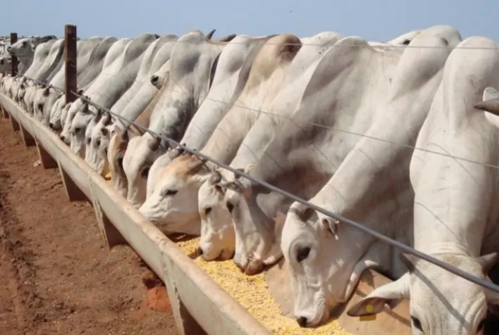 Alta nos custos de produção deve impactar o volume de animais confinados em 2021, aponta StoneX