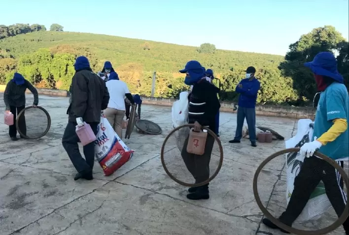 Emater-MG divulga cartilha com cuidados contra a Covid-19 na colheita do café