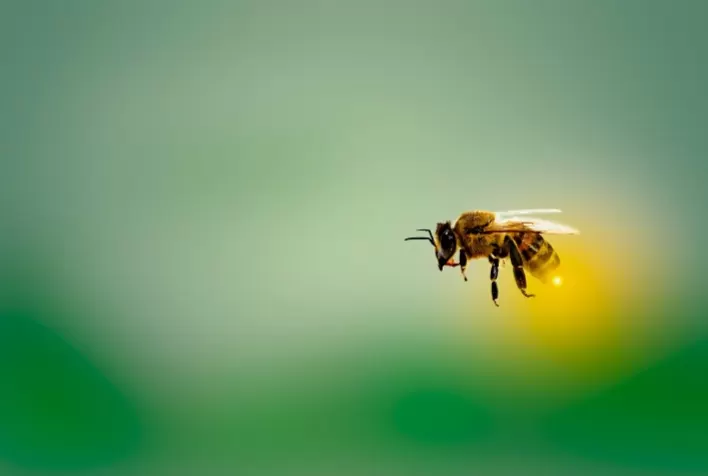 Colmeia Viva, do Sindiveg, apoia ações do projeto Citricultura Sustentável