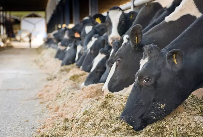 Pecuária responsável: aditivo melhora a saúde do rúmen de vacas leiteiras, permitindo maior eficiência na produção e menor perda de energia
