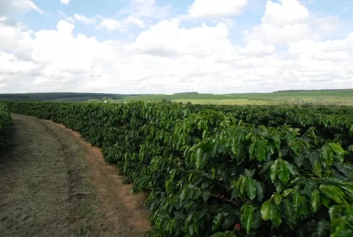 Pesquisa: produtividade do cafezal aumenta 15% com aplicação de aminoácidos e potássio