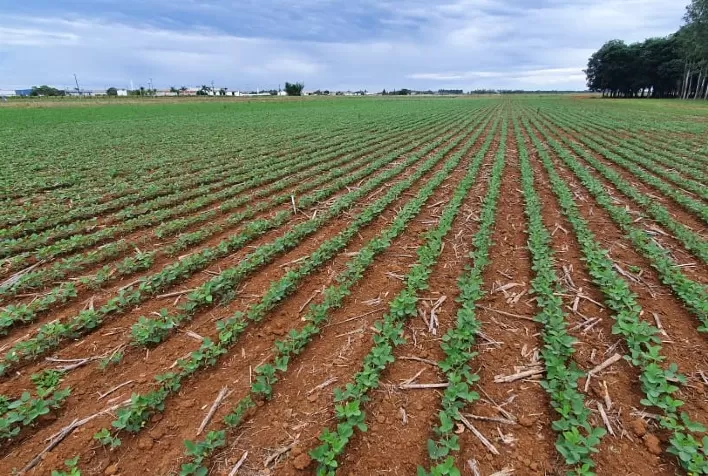 Área plantada com os principais grãos produzidos em Rondônia deve apresentar variação positiva de 5,9% na safra 2021