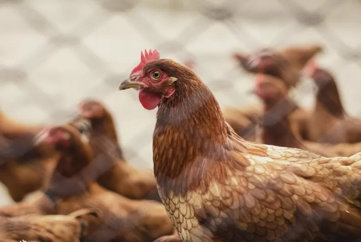 Minas movimenta 142,7 milhões de aves e ovos férteis em março