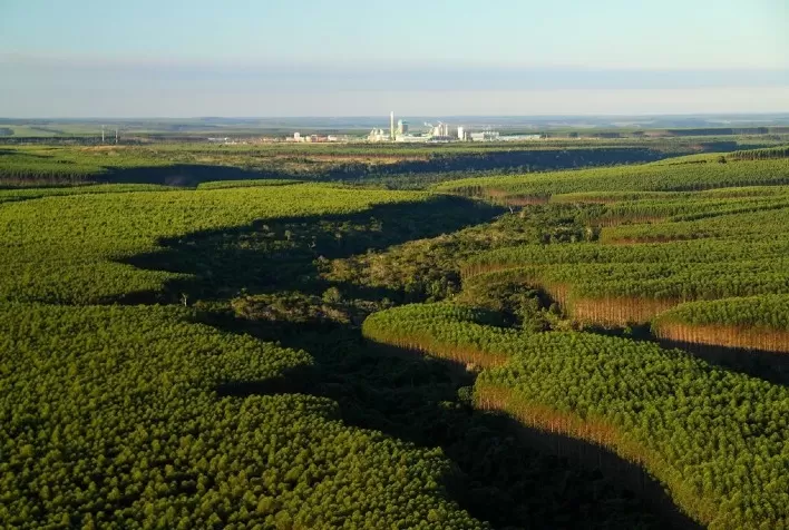 Setor de árvores cultivadas planta 1 milhão de árvores por dia