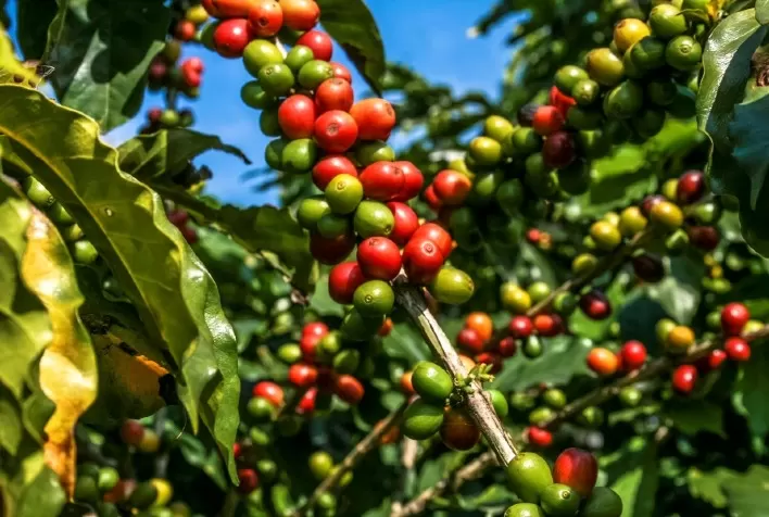 Café: Brasil propõe modernização na emissão de certificados de origem da OIC