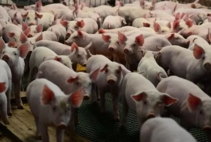 Suinocultura independente: preços sobem na maioria das praças produtoras