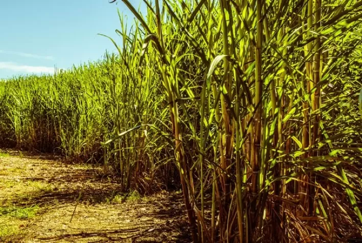 USDA vê queda de 3% na produção de cana do Brasil em 2021/22 por tempo seco