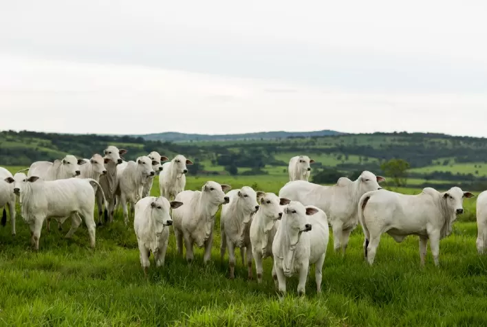 Webinar com especialistas da Elanco e ESALQ divulga resultado de estudo capa no Journal of Animal Science