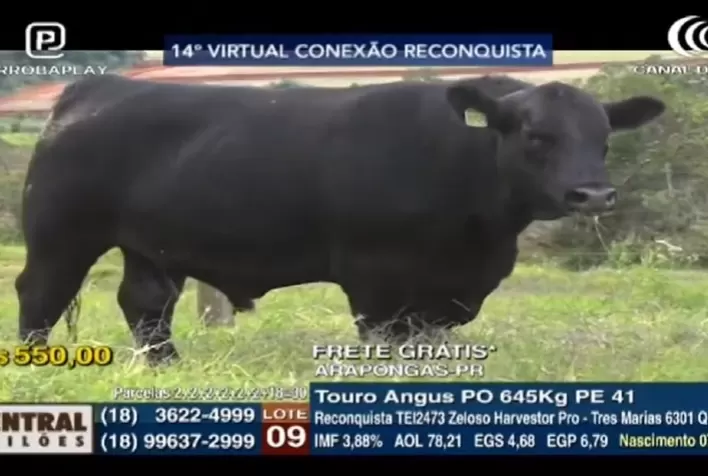 Reconquista fatura alto com venda de Angus e cruzas