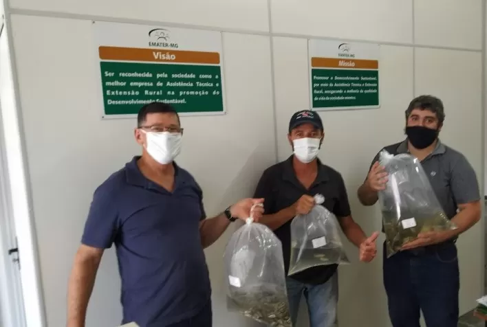 Compra conjunta de alevinos reduz custos e incentiva piscicultura em Consolação