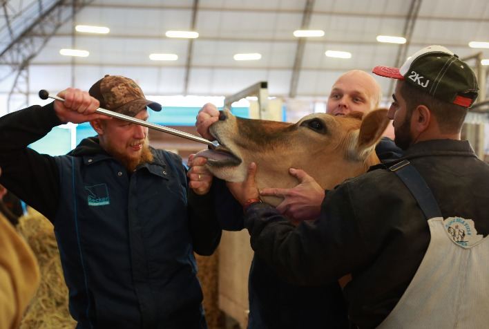 Vacas e ingestão de objetos metálicos: como resolver este problema?
