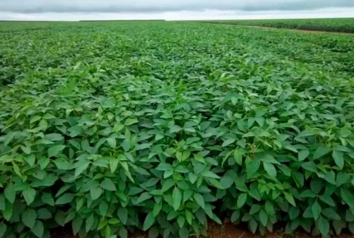 Piauí estimula produção nos cerrados e na região do Matopiba