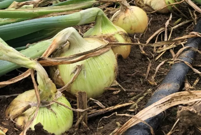 Quais os principais desafios da nutrição e do manejo na cultura da cebola?