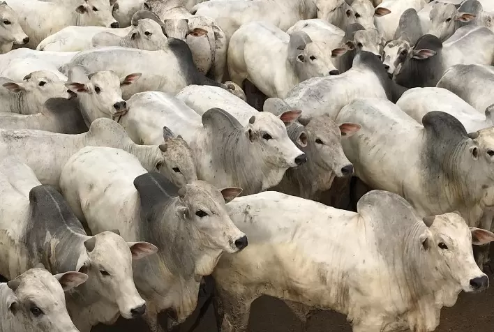 Webinar com especialistas da Elanco e ESALQ-USP divulga resultado de estudo capa no Journal of Animal Science