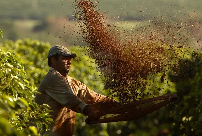 Com pandemia e restrições à mão de obra, colheita do café começa no Brasil