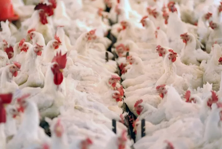 Frango vivo paulista fechou quarta semana de abril com novo reajuste de preço